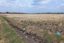 Kemarau Tak Bisa Bertanam, Petani di Cawas Klaten Beralih Pekerjaan Jadi Buruh