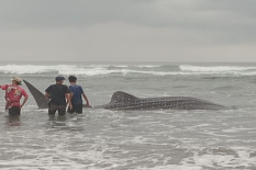 Banyak Hiu Tutul Terdampar di Pantai DIY imbas Perubahan Iklim? Begini Penjelasan BKSDA DIY