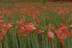 Kebun Bunga Amarilis di Gunungkidul Bermekaran, Siap Sambut Wisatawan