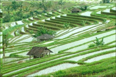UNESCO Puji Subak Bali di Ajang Internasional, Ini Dasarnya