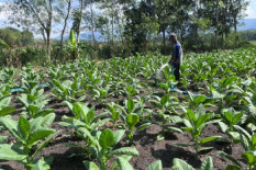 Lahan Budi Daya Tembakau di Gunungkidul Masih Sebatas Komiditas Sementara, Ini Penjelasannya