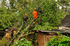 Angin Kencang Musim Peralihan Banyak Pohon Tumbang, BPBD Bantul: Masyarakat Harus Bersiap