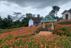 Sempat Dianggap Hama, Bunga Amarilis Patuk Kini Jadi Primadona Wisatawan