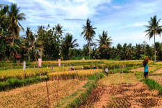 Antisipasi El Nino & Tekan Impor, Mentan Targetkan Jabar Produksi Gabat 11 Juta Ton