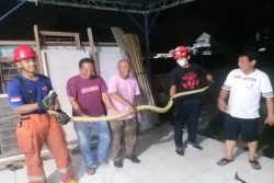 Ular Piton 3 Meter Melilit di Pagar Rumah Warga