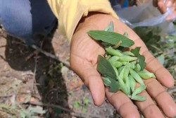 Kepompong Ulat Trembesi, Jajanan Khas Gunungkidul Laku Keras, Harga Tembus Rp100 Ribu per Kg