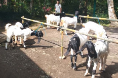 Pemkab Bantul Fasilitasi Jual Beli Kambing di Enam Lokasi