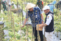 Panen Bersama Petani, Pj Gubernur Jateng Optimistis Harga Cabai akan Turun