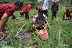 Puluhan Ribu Bibit Kopi Kembali Ditanam di Lereng Merapi