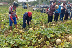 Rintis Agrowisata Edukasi, Wanadelima Mandiri Panen Melon Perdana dan Lepaskan 200 Ekor Domba