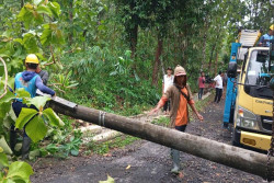 Hujan Angin, Pohon Hingga Tiang Listrik Roboh di Kulonprogo