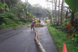 PLN Fokus Keselamatan Warga dan Percepatan Pemulihan Pasokan Listrik Dampak Cuaca Ekstrem Melanda Jateng DIY