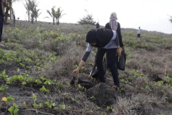 Cegah Abrasi, UGM Tanam Ribuan Bibit Pohon di Pantai Kebumen