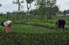 Hujan Turun, Muncul Harapan di Pertanian Gunungkidul
