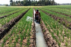 Optimalkan Lahan Pasir di Pesisir Bantul, Pemkab Lakukan Hal Ini
