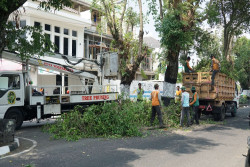 DLH Jogja Cek Pohon Tiap Hari, Antisipasi Tumbang Saat Hujan