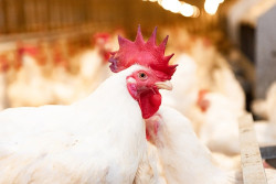 Harga Ayam Hidup Anjlok Rp16 Ribu per Kg, Peternak Menjerit