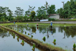 Dampak Kemarau Panjang di 2023, Produktivitas Padi di Sleman Turun