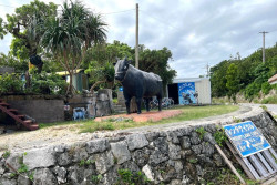 Di Pulau Terpencil Jepang, Populasinya Lebih Banyak Sapi daripada Manusia