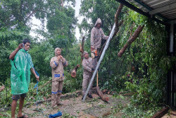 Hujan Disertai Angin Selama Seharian Sebabkan 11 Kejadian Pohon Tumbang di Bantul
