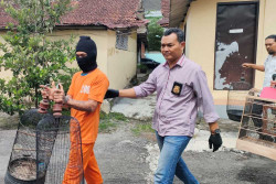 Pengin Pelihara Burung, Pemuda Ini Curi Puluhan Merpati Lomba dan Kenari Milik Tetangga