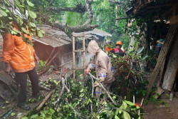 Badai Anggrek di Kulonprogo Tumbangkan Pohon, Timpa Kandang ternak dan 2 Rumah