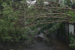 Hujan Angin Terjang Berbah Sleman, Pohon Bertumbangan, Rumah Rusak, Baliho Ambruk
