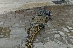 Seekor Buaya Muncul di Aliran Sungai Tepus Dievakuasi Tim Damkar Sleman