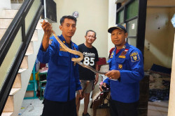 Musim Hujan, Damkarmat Jogja Evakuasi Ular, Biawak hingga Sarang Tawon