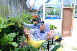 Musim Hujan, Tanaman Kelompok Tani di Kota Jogja Busuk dan Diserang Hama