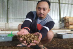 Meraup Laba dari si Pemakan Sampah, Ekspor Sebulan Bisa Tembus 45 Ton