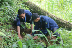Bermanfaat Menjaga Sumber Air, Aren Ditanam di Kawasan Konservasi