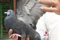 Seekor Merpati Dicurigai Mata-Mata China hingga Ditahan 8 Bulan di India, Kini Telah Dibebaskan