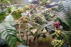 Harganya Terus Naik, Kopi Menoreh Jadi Untungkan Petani