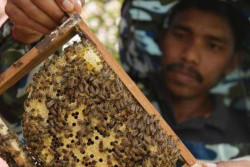 Unik, India Pasang Prajurit Lebah untuk Jaga Perbatasan dengan Bangladesh
