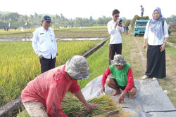 Sedikit Angin Segar di Tengah Mahalnya Beras, Panenan Petani Ponjong Tembus 6,8 Ton