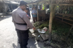 Serangan Binatang Buas di Cangkringan, 1 Ekor Kambing Ditemukan Mati Tanpa Kepala