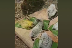 Heboh Video Ulat Bulu Beracun dari Amerika, Cek Faktanya