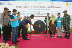 Berikan Dukungan Melalui Program Electrifying Agriculture, PLN Nyalakan Asa Petani Klunjukan