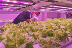 UGM Kembangkan Pertanian Modern dengan Smart Agri Plant Factory, Ini Detailnya