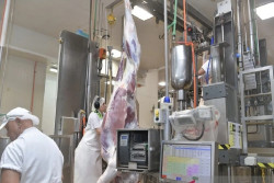 Kunjungan Kerja ke Selandia Baru, Wapres Tinjau Penyembelihan Sapi Bersertifikasi Halal