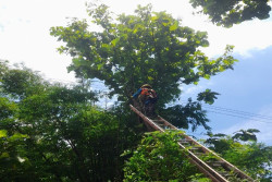 Tingkatkan Keandalan Pasokan Listrik Hadapi Cuaca Ekstrem, PLN UP3 Surakarta Lakukan Kegiatan Pemeliharaan Jaringan