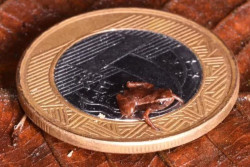 Peneliti Temukan Katak Terkecil di Dunia, Ukurannya Lebih Kecil dari Kuku Manusia