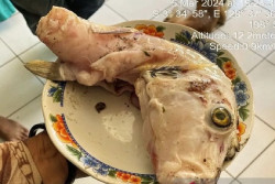 Ibu dan Dua Anak Tewas Keracunan Ikan Buntal