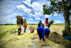 Sudah Mulai Panen, Harga Gabah Kulonprogo Turun