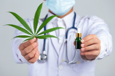 Legalisasi Ganja Ditolak MK, Ini Komentar BNN