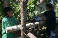 Pastikan Bukan Karena Zoonosis, DKPP Bantul Kirimkan Sampel dari Kambing Mati Mendadak ke BBV Wates