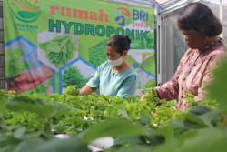 Kelompok Wanita Tani Mentari Sleman, Pemberdayaan Ekonomi Bermula dari Hobi