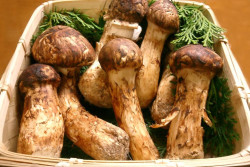 Saingi Truffle, Jamur Matsutake dari Jepang Termasuk yang Termahal di Dunia