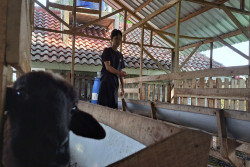 Ditinggal Mudik, Belasan Domba di Ponpes Bahrul Maghfiroh Sleman Hilang
